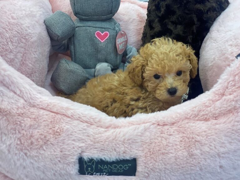 May - Poodle Mini