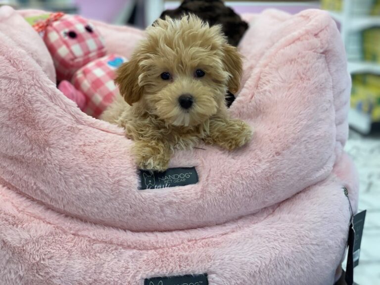 Lucy - Maltipoo