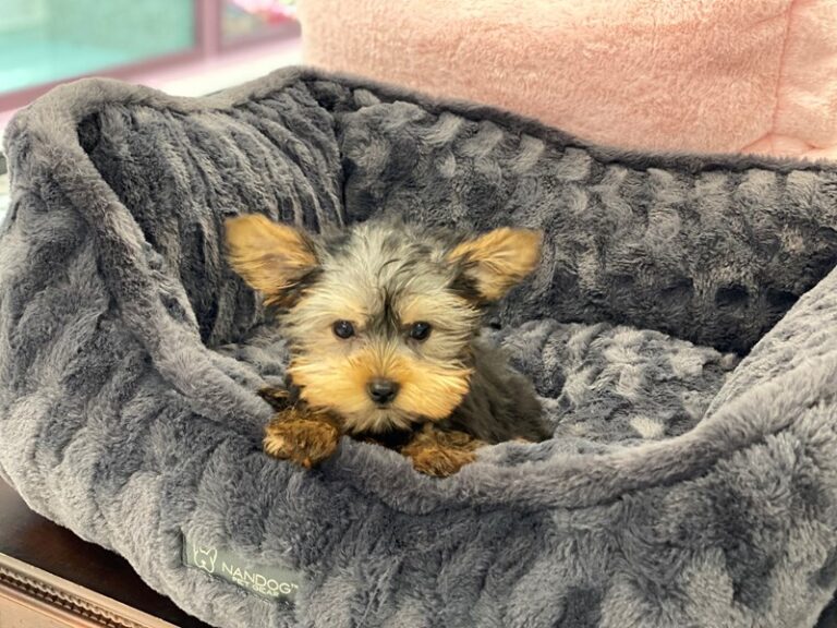 Ben - Yorkshire Terrier