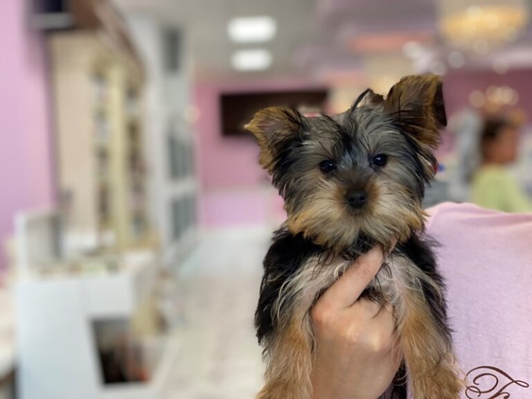 Bam Bam - Yorkshire Terrier