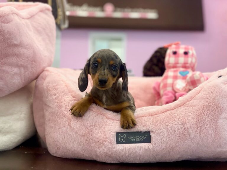 Dolores - Dachshund