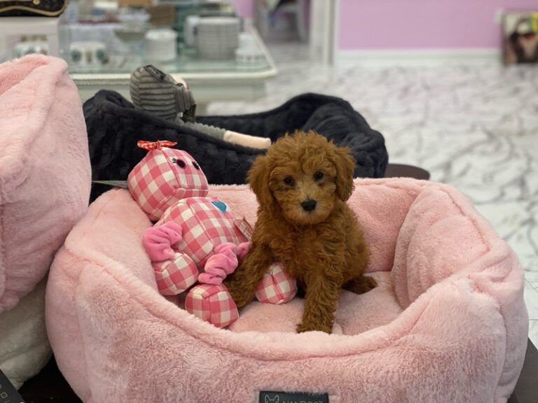 Cleo - Goldendoodle Mini