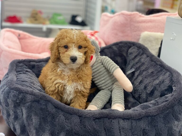 Henry - Goldendoodle Mini
