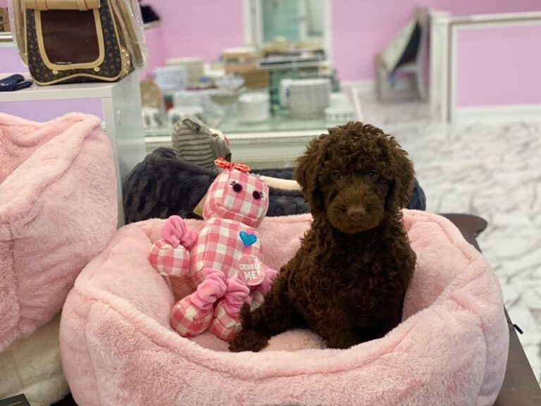 Lucinda - Labradoodle Mini 2nd Gen