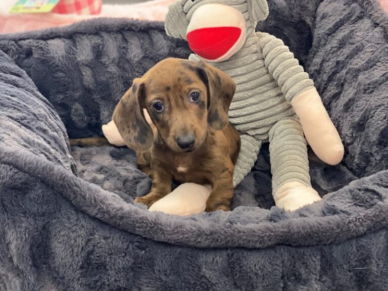 CocoBean - Dachshund