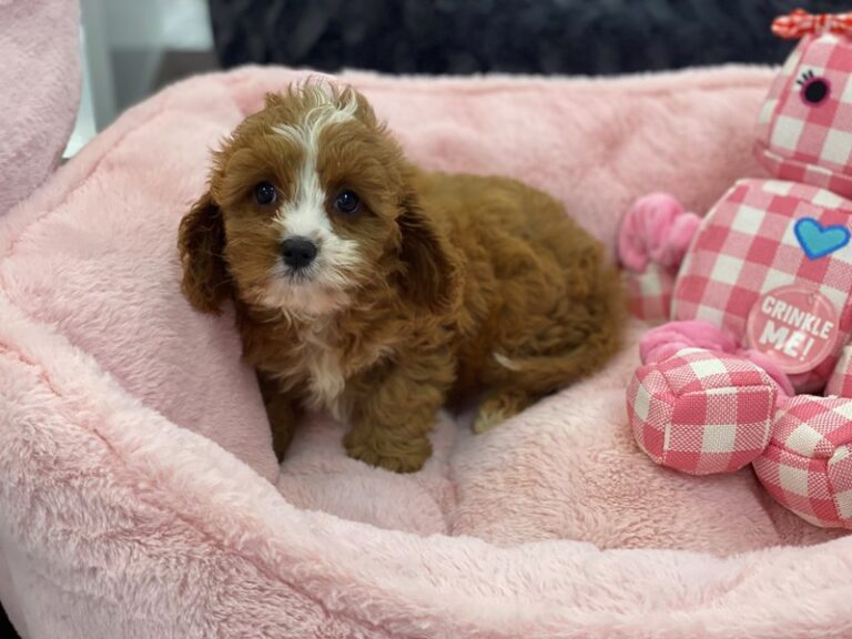 Britney - Cavapoo