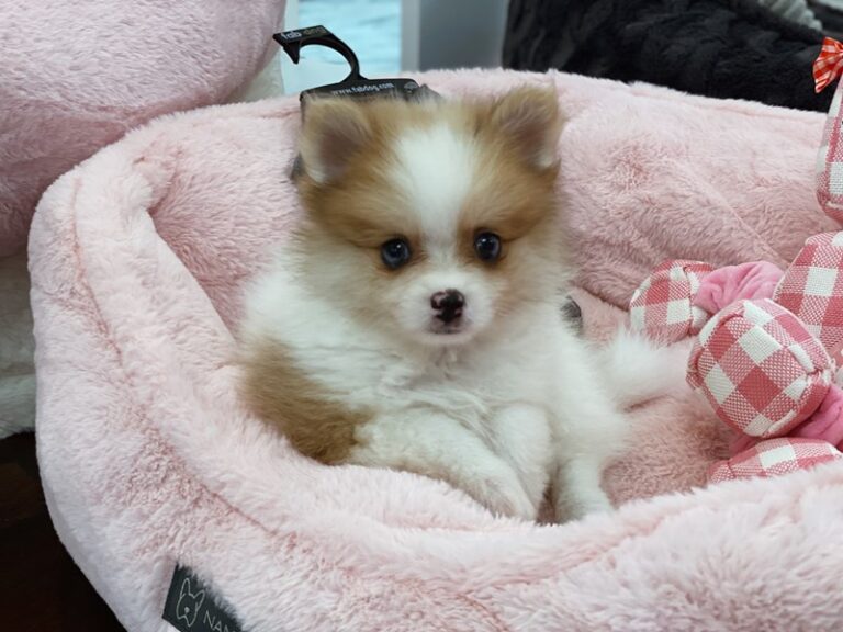 Mitch - Pomeranian