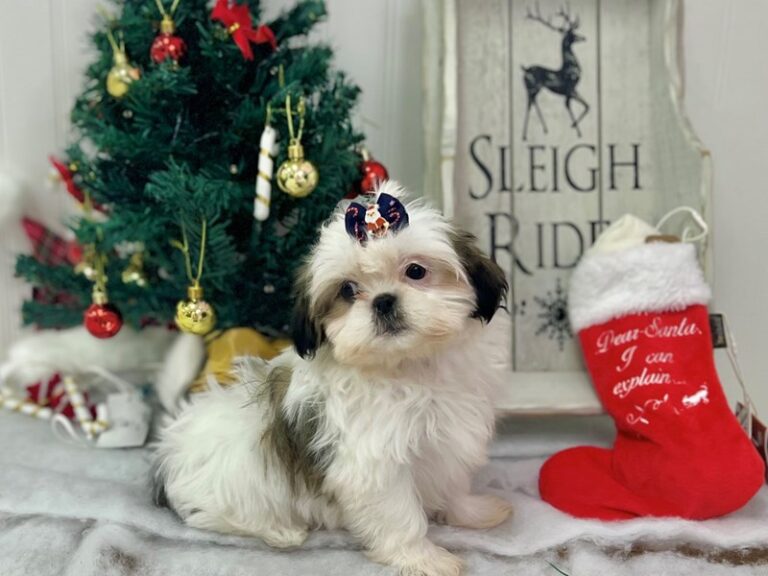 Noel - Shorkie