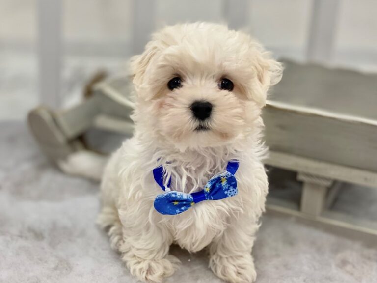 Franklin - Maltese