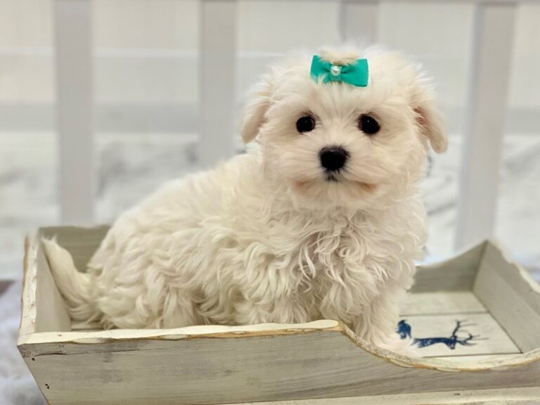 Cora - Maltese