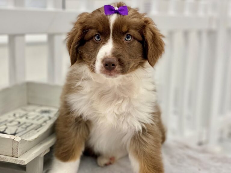 Ramona - Australian Shepherd