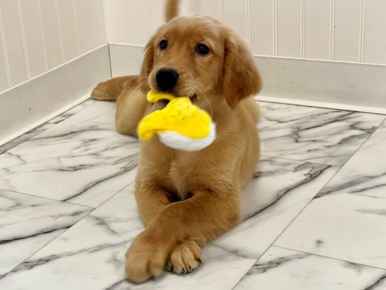 Matty - Golden Retriever