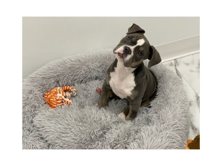 Holly - Victorian Bulldog