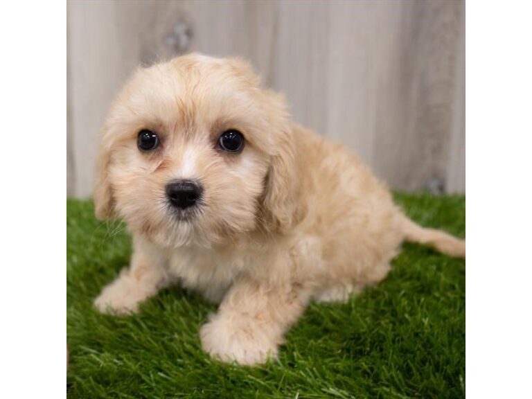 Nala - Cavalier King Charles Spaniel/Coton De Tulear