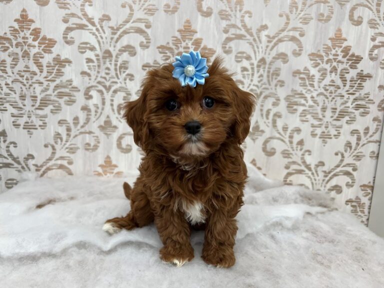 Olivia - Cavapoo
