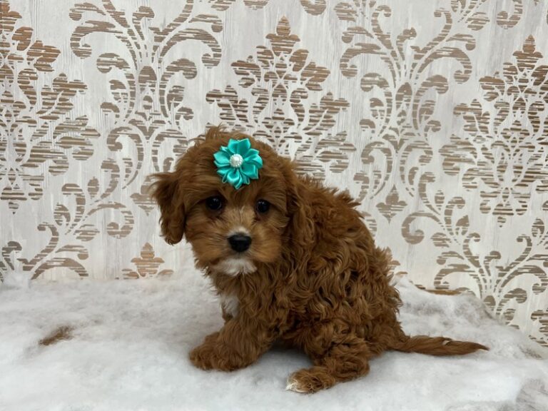 Daisy - Cavapoo