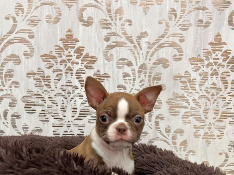 Roxy - Boston Terrier