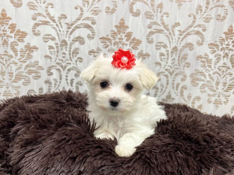 Lizzie - Maltese