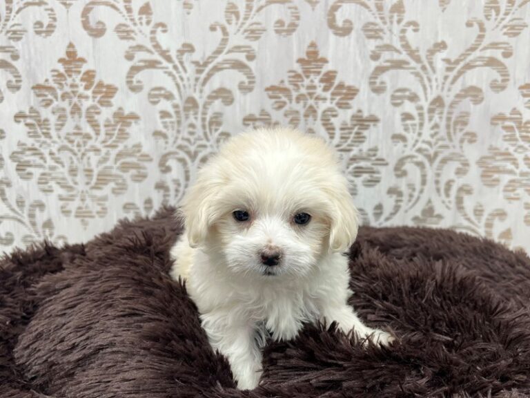 Martin - Maltese