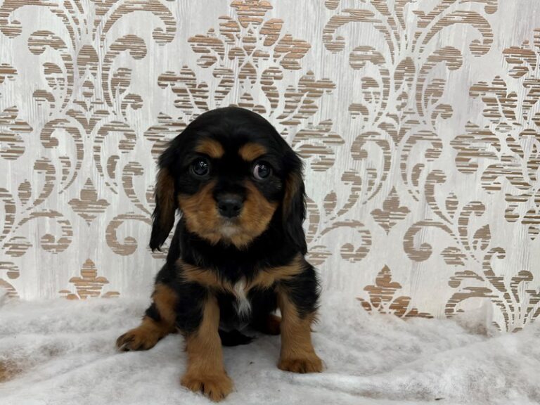 Diego - Cavalier King Charles Spaniel