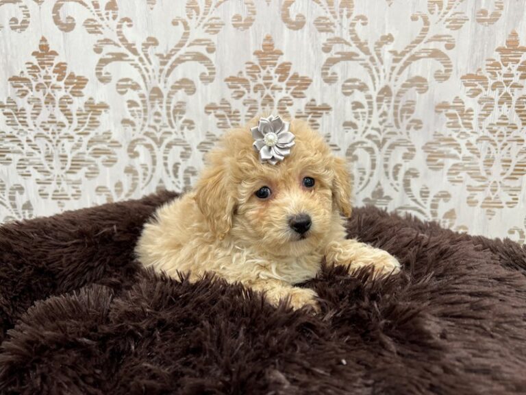 Layla - Bichonpoo