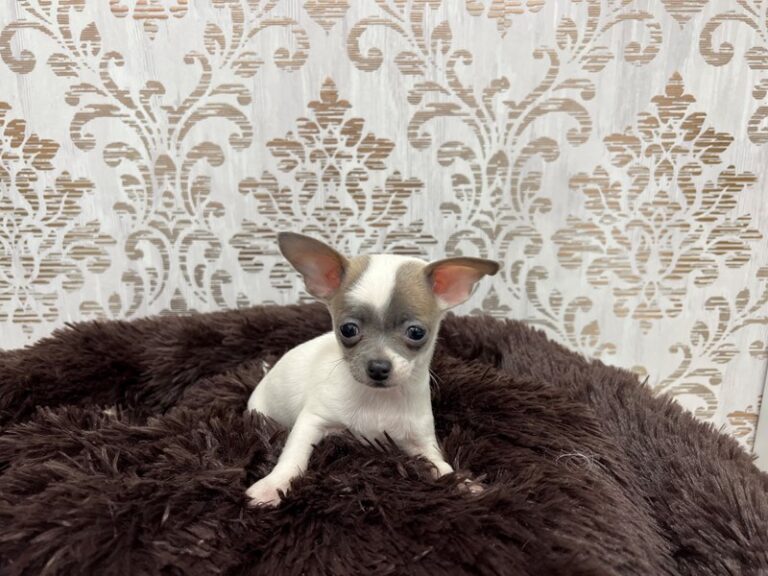 Dash - Chihuahua