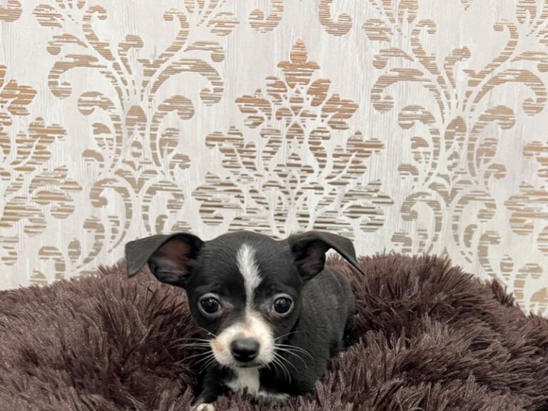 Lulu - Chihuahua