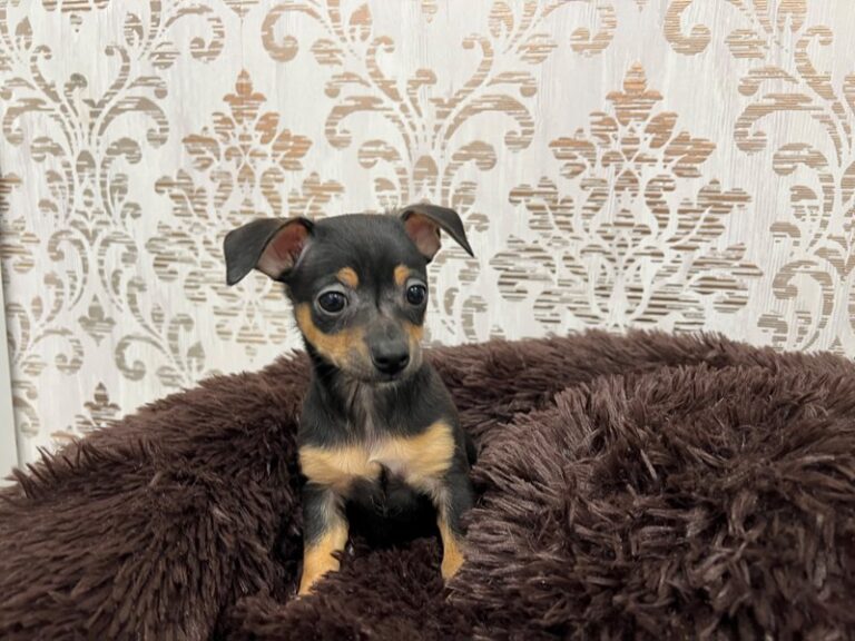 Mia - Chihuahua