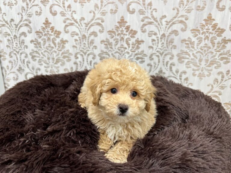 Bruiser - Bichonpoo