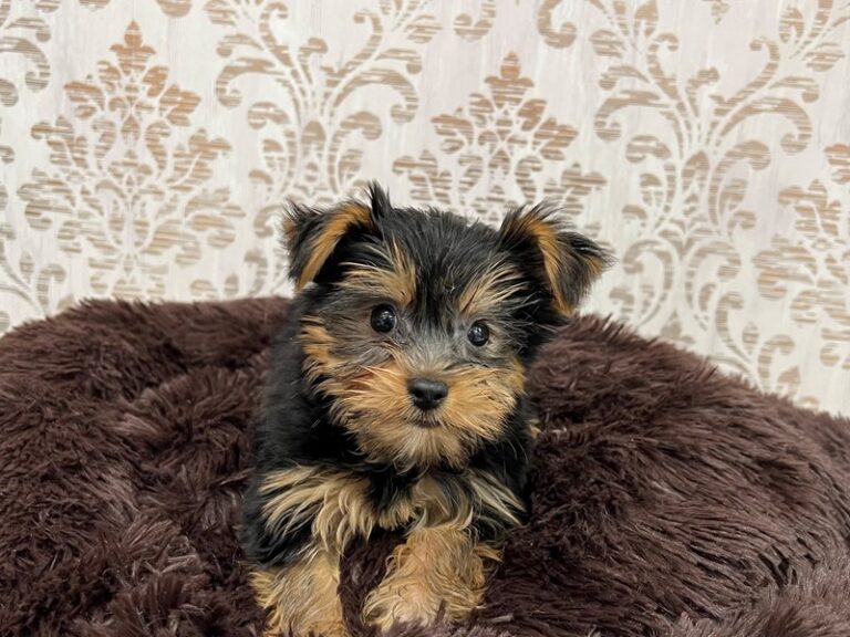 Rico - Yorkshire Terrier