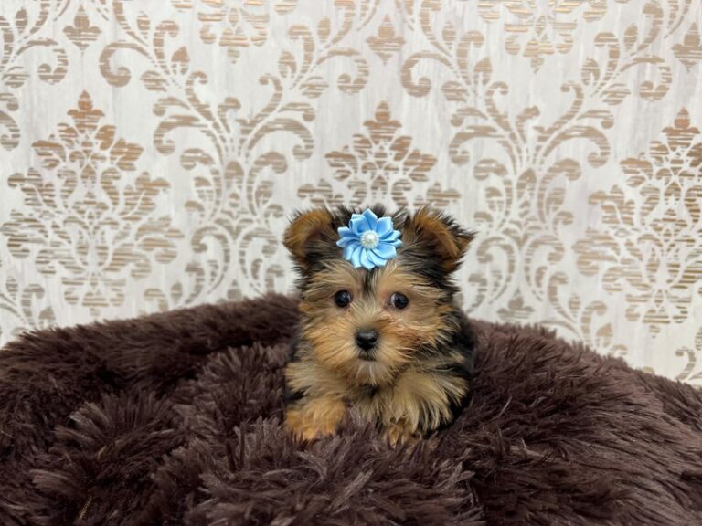 Quinn - Yorkshire Terrier