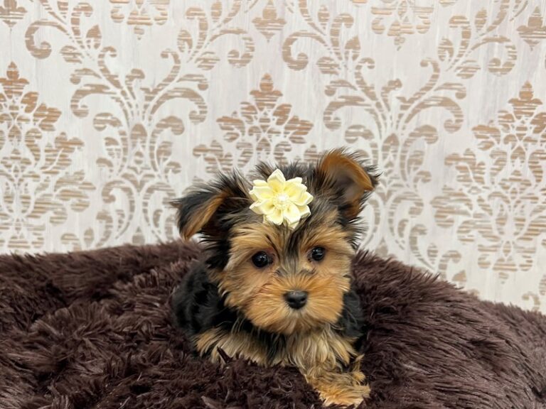 Kylie - Yorkshire Terrier