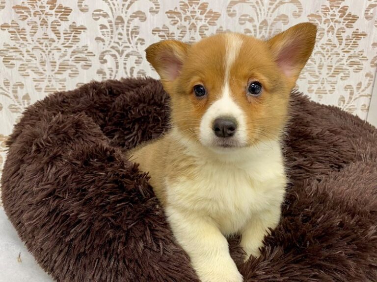 Roscoe - Pembroke Welsh Corgi