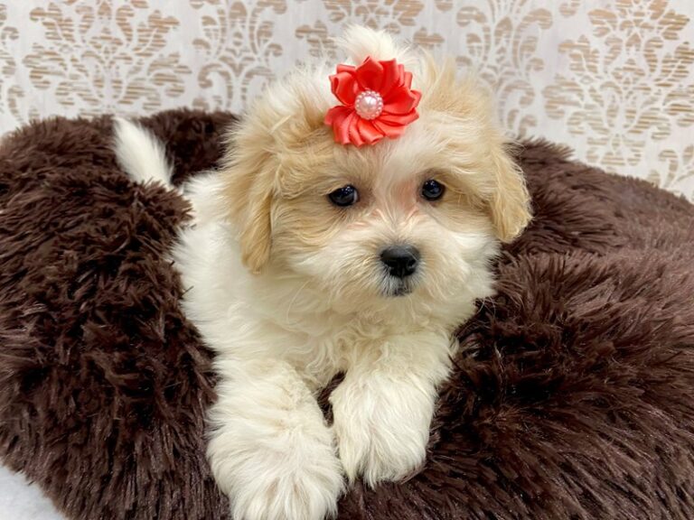 Abby - Teddy Bear