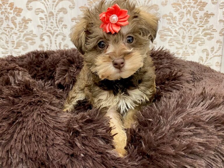 Zoey - Miniature Schnoodle