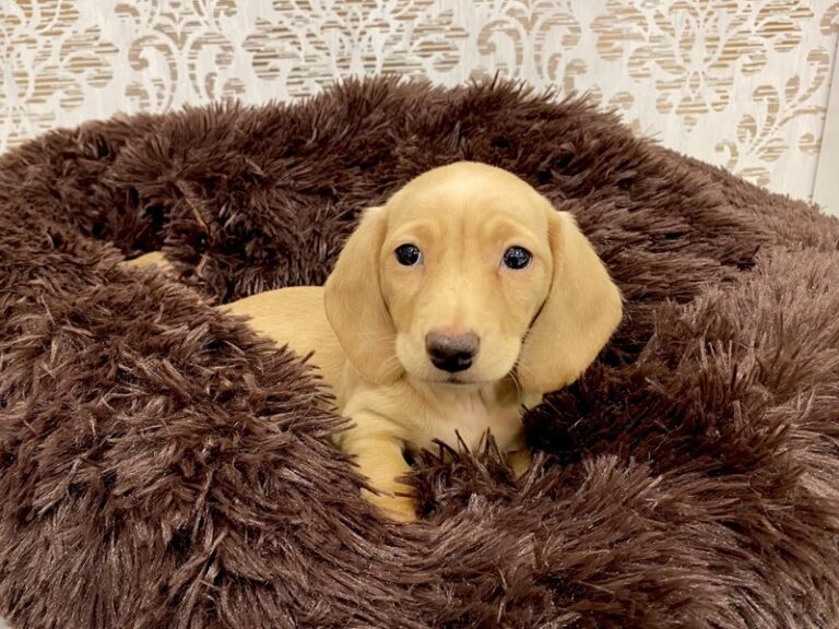 Barbie - Dachshund