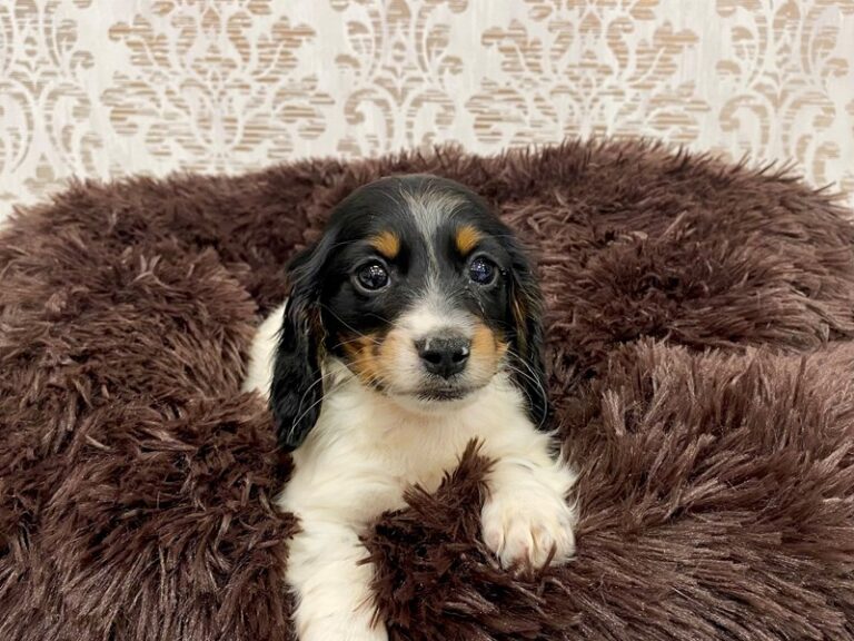 Chewy - Dachshund
