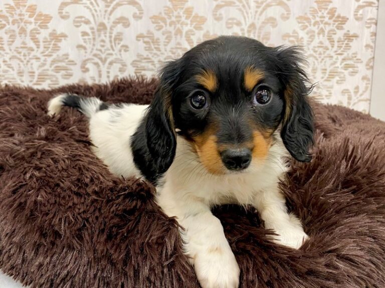 Dachshund - Dachshund
