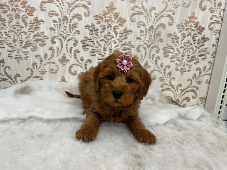 Goldendoodle Mini 2nd Gen - Goldendoodle Mini 2nd Gen