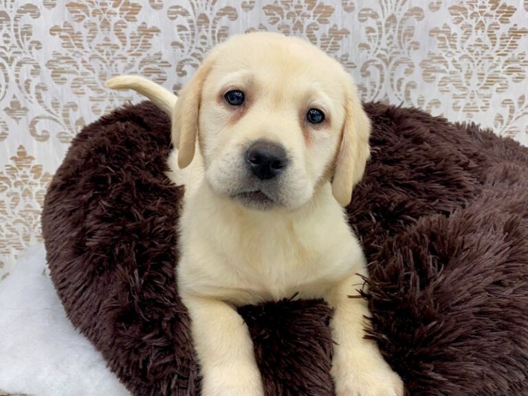 Connor - Labrador Retriever