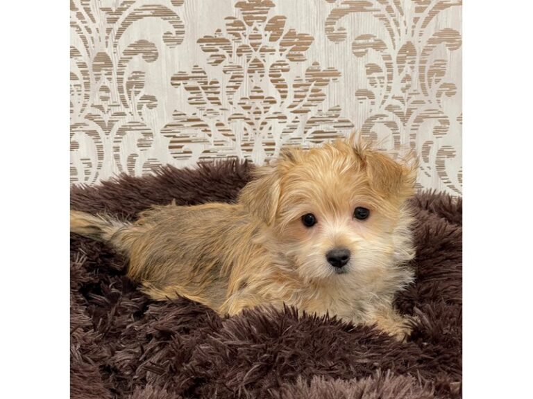Dozer - Morkie