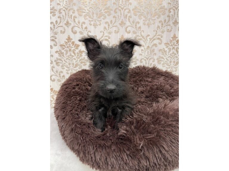 Piper - Scottish Terrier