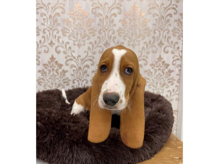 Elmer - Basset Hound
