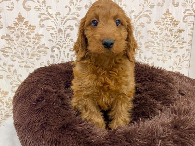 Grover - Irishdoodle Mini