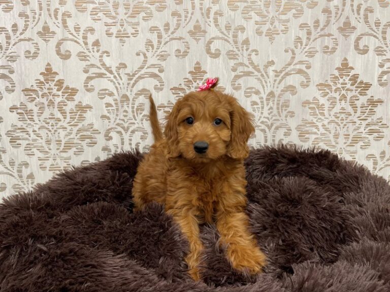 Maeve - Irishdoodle Mini
