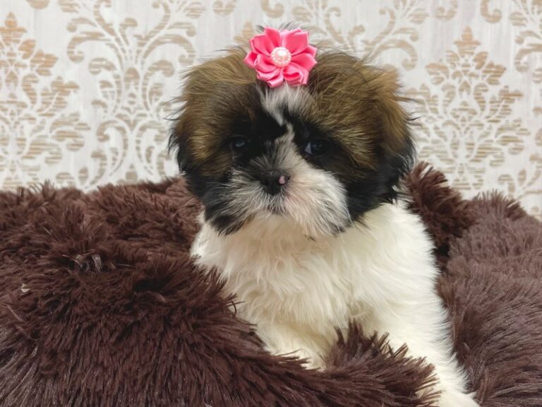 Odette - Shih Tzu