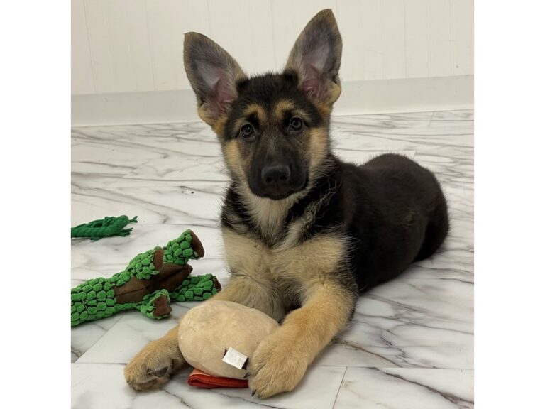 Lady - German Shepherd