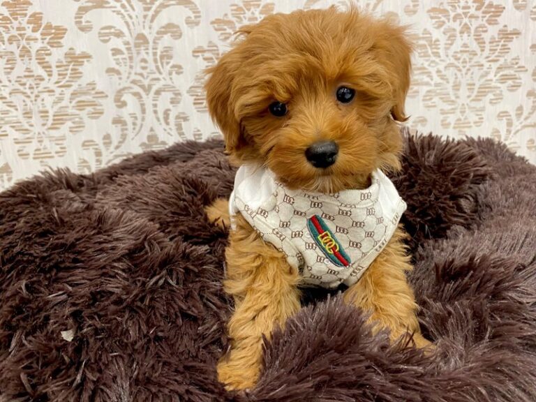 Goldendoodle Mini 2nd Gen - Goldendoodle Mini 2nd Gen