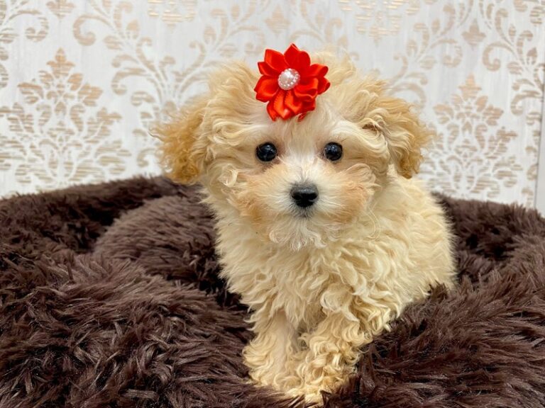 Lacey - Toy Poodle