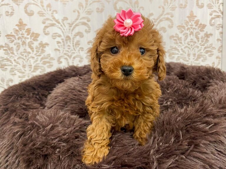 Shea - Poodle